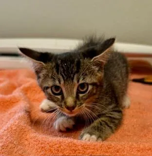 A baby medium-sized male Tabby (Brown / Chocolate) Domestic Short Hair cat named Raymond for adoption in Winter Haven, FL