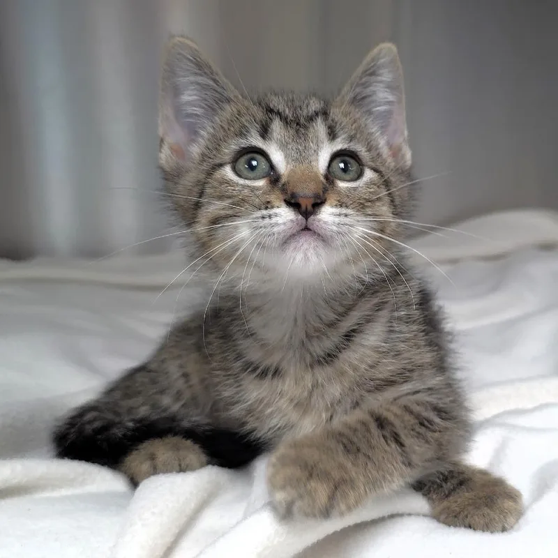 A baby small-sized male Brown / Chocolate Domestic Short Hair cat named Firework for adoption in Michigan City, IN