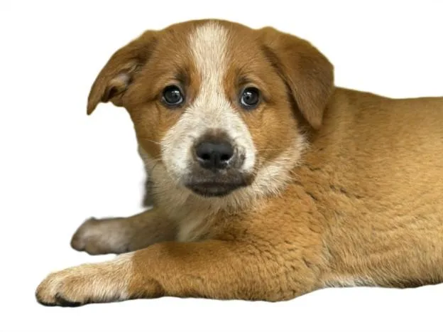 A baby small-sized female Australian Cattle Dog / Blue Heeler dog named Caramel for adoption in Los Angeles, CA