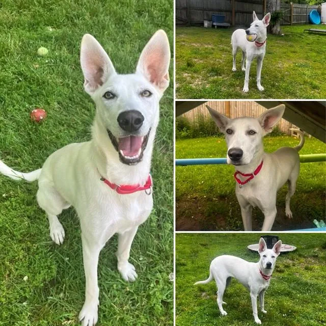 A young medium-sized female German Shepherd Dog dog named Sheepy for adoption in Brewster, MA