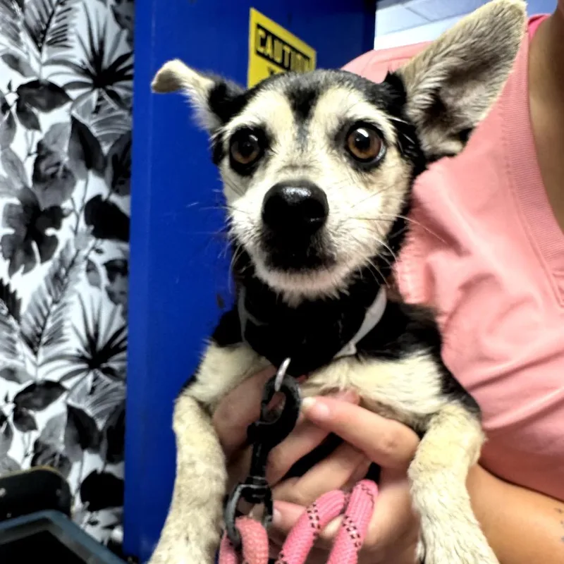A senior small-sized male Black Chihuahua dog named Duke for adoption in Wahiawa, HI