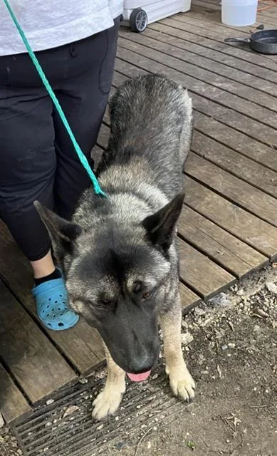 A young large-sized male Mixed Breed dog named Jacky for adoption in Dallas, TX