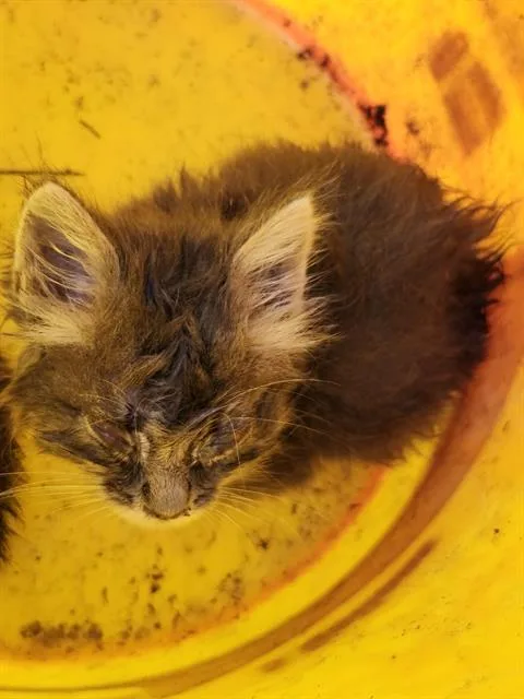 A baby small-sized female Domestic Short Hair cat named Aria for adoption in San Antonio, TX