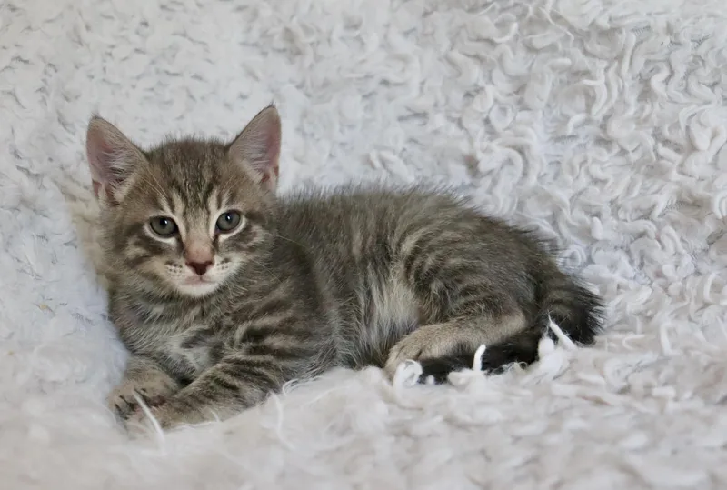 A baby medium-sized female Gray / Blue / Silver Tabby cat named Tater for adoption in Saint Augustine, FL