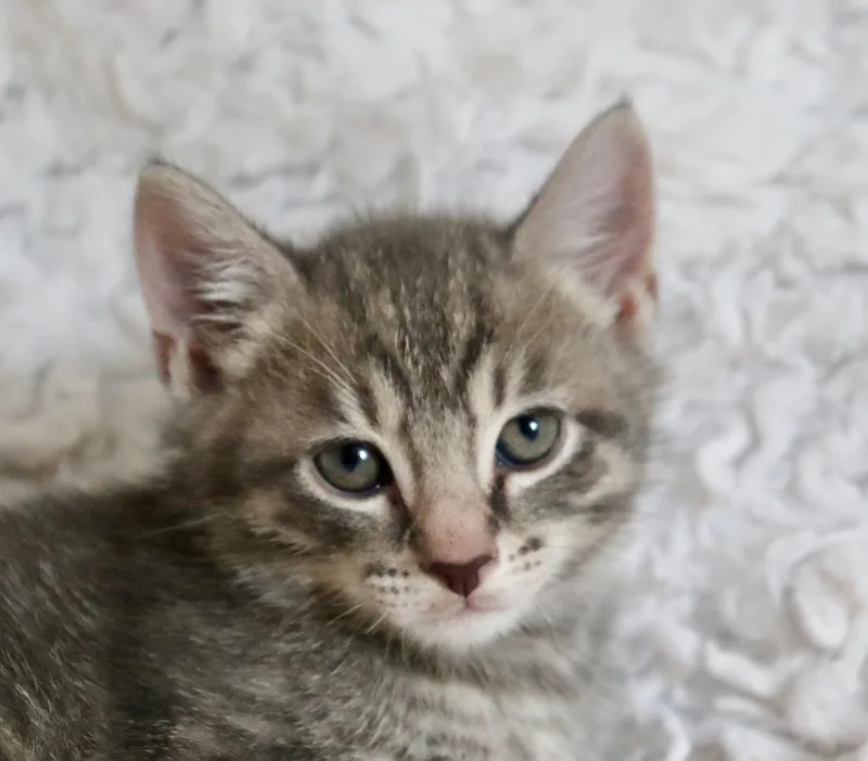 Tater thumbnail 2