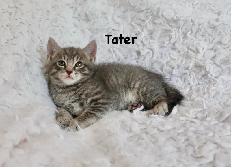 Tater thumbnail 4