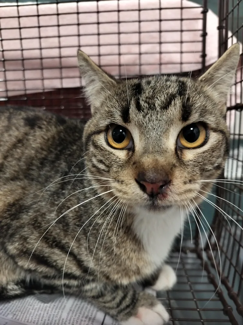 A young medium-sized male Domestic Short Hair cat named Tigger for adoption in Chatsworth, CA