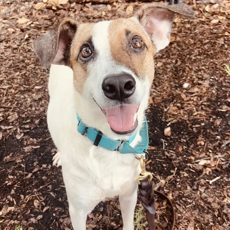 An adult medium-sized male Brown / Chocolate Mixed Breed dog named Spirit for adoption in Sarasota, FL