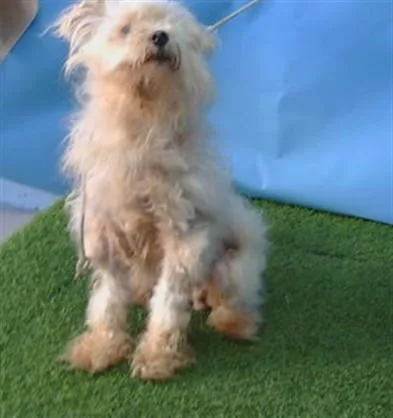 An adult small-sized female Maltese dog named Indica for adoption in Gardena, CA