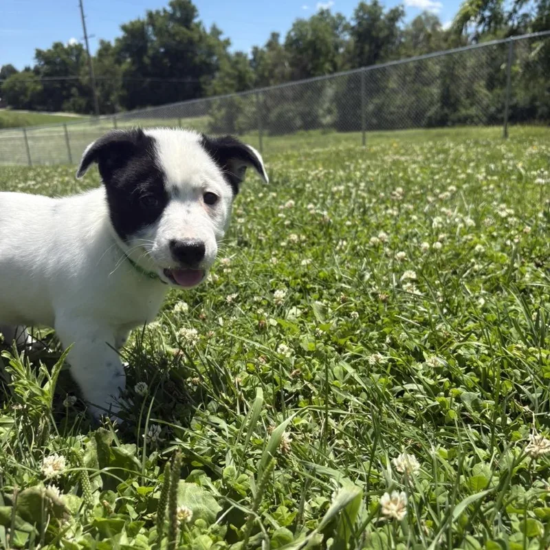 A baby small-sized male White / Cream Australian Cattle Dog / Blue Heeler dog named Link for adoption in Marshalltown, IA