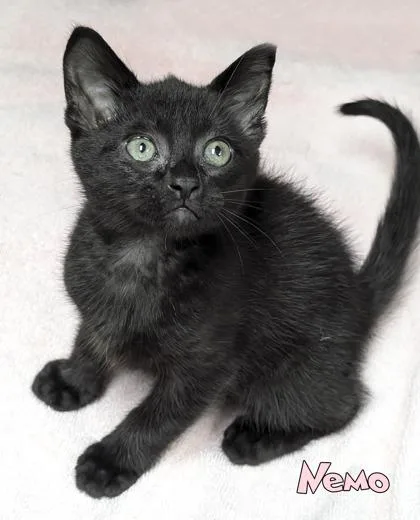 A baby small-sized male Domestic Short Hair cat named Nemo for adoption in Mason, MI