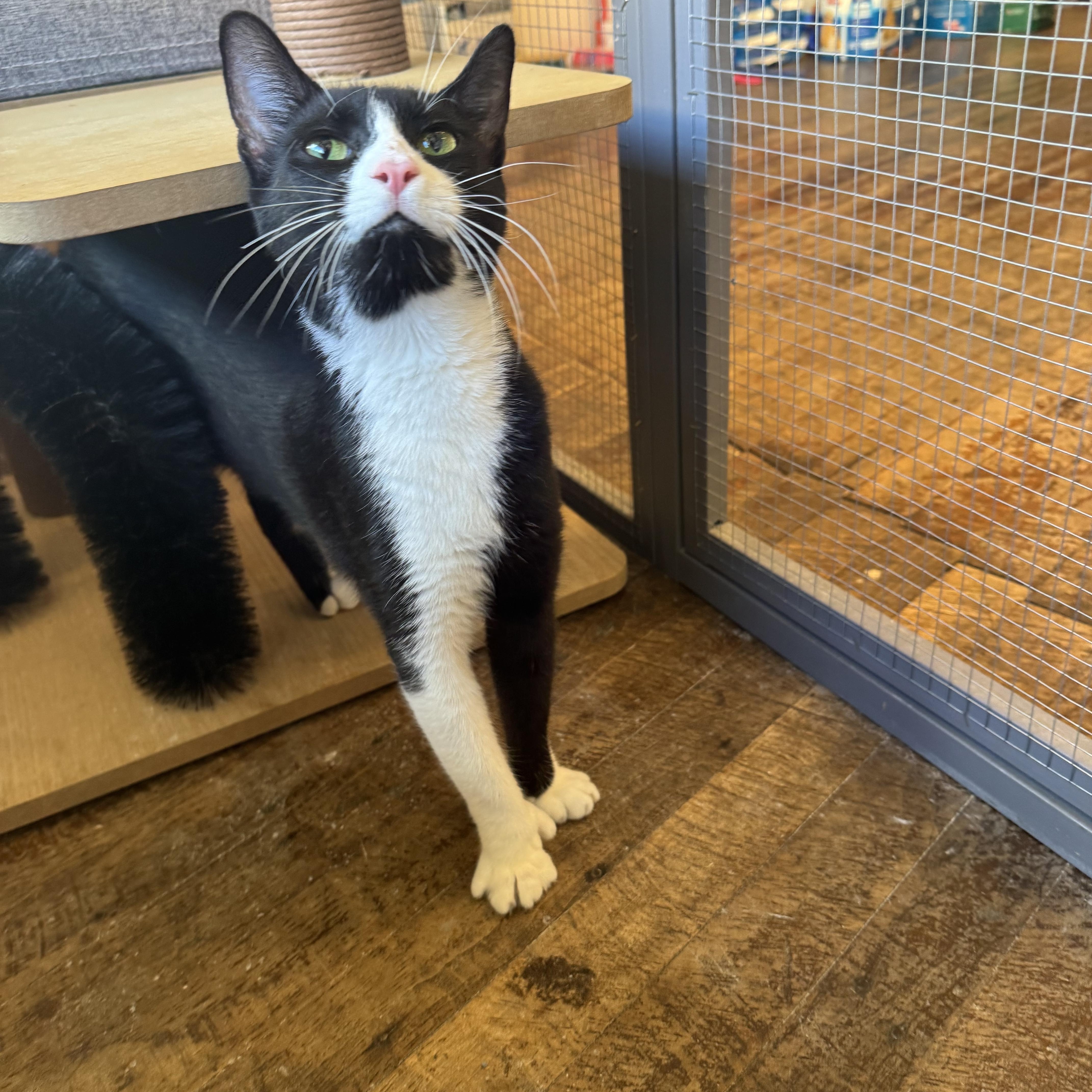 A young medium-sized female Black & White / Tuxedo Domestic Short Hair cat named Wavy for adoption in Rochester, NY