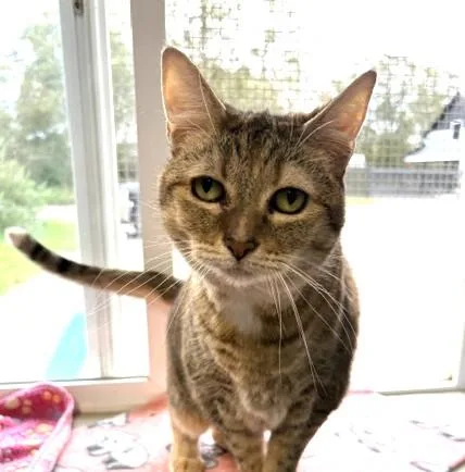 A senior large-sized female Domestic Short Hair cat named Whistle for adoption in Long Beach, WA