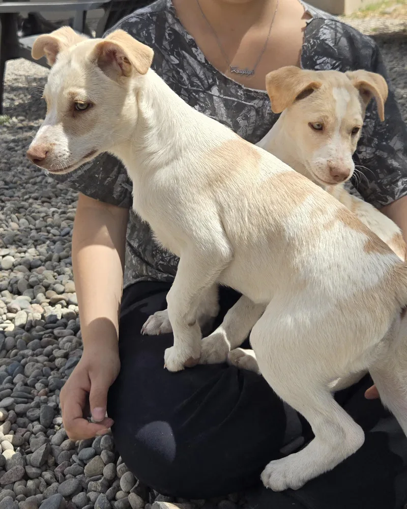 A baby small-sized male White / Cream Jack Russell Terrier dog named Canyon  Read Bio for adoption in Peralta, NM
