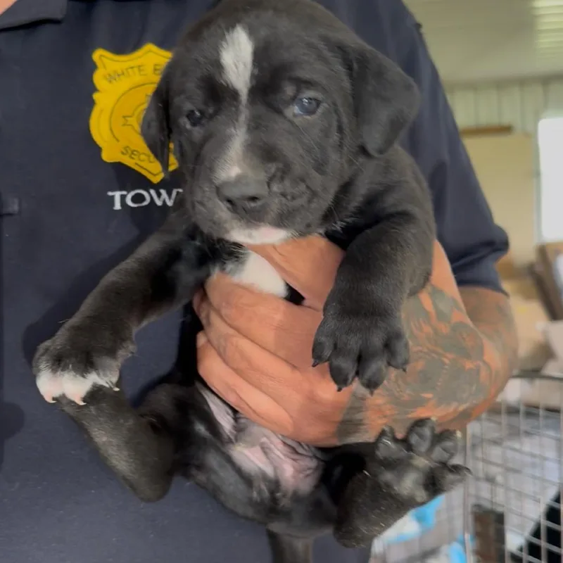 A baby small-sized male Black Pit Bull Terrier dog named Pahlle for adoption in Detroit Lakes, MN