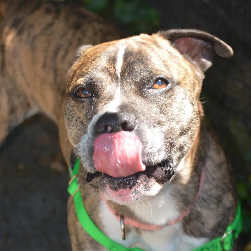 An adult medium-sized male Brown / Chocolate Pit Bull Terrier dog named Mr. Bagels for adoption in Baltimore, MD
