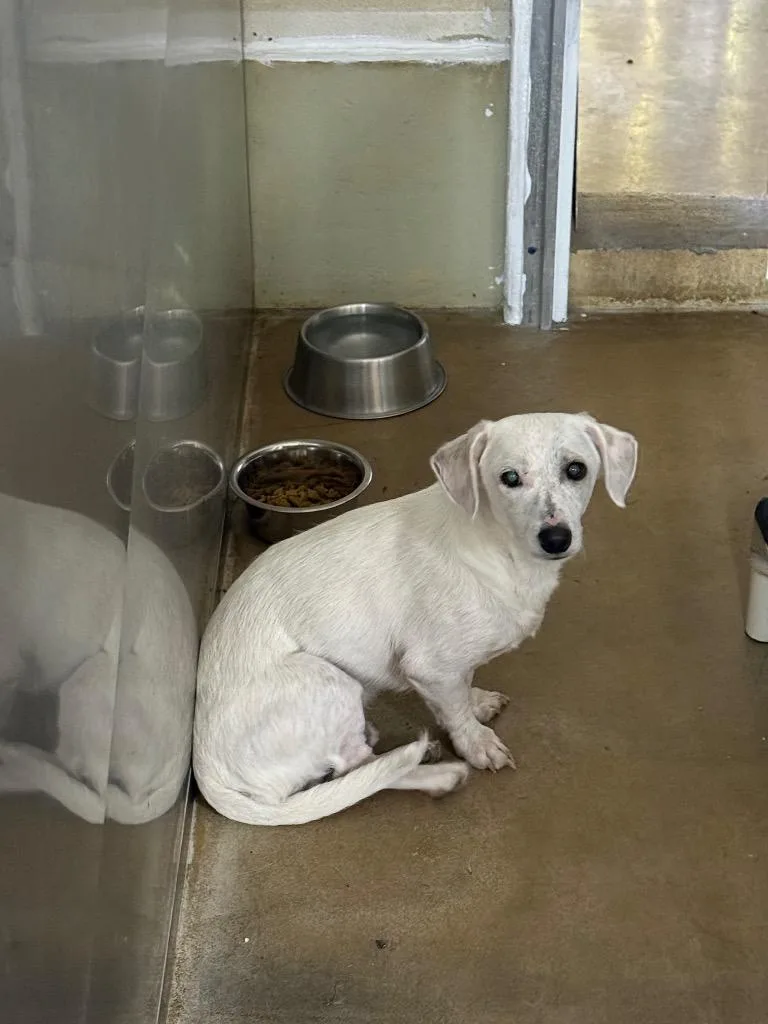 A young medium-sized male Mixed Breed dog named Henry for adoption in Albion, NY