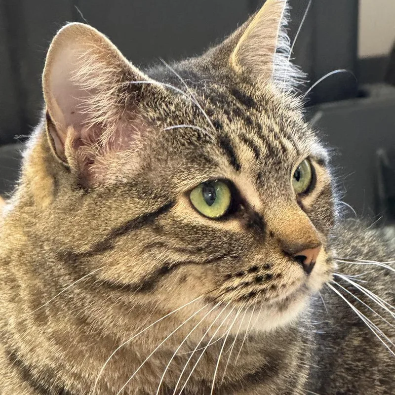 An adult medium-sized female Brown / Chocolate Domestic Short Hair cat named Sprocket ARC for adoption in Akron, NY