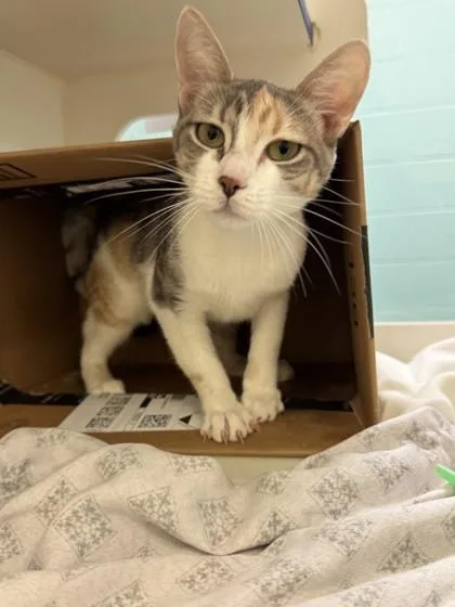 An adult medium-sized female Domestic Short Hair cat named Juicy for adoption in Vero Beach, FL