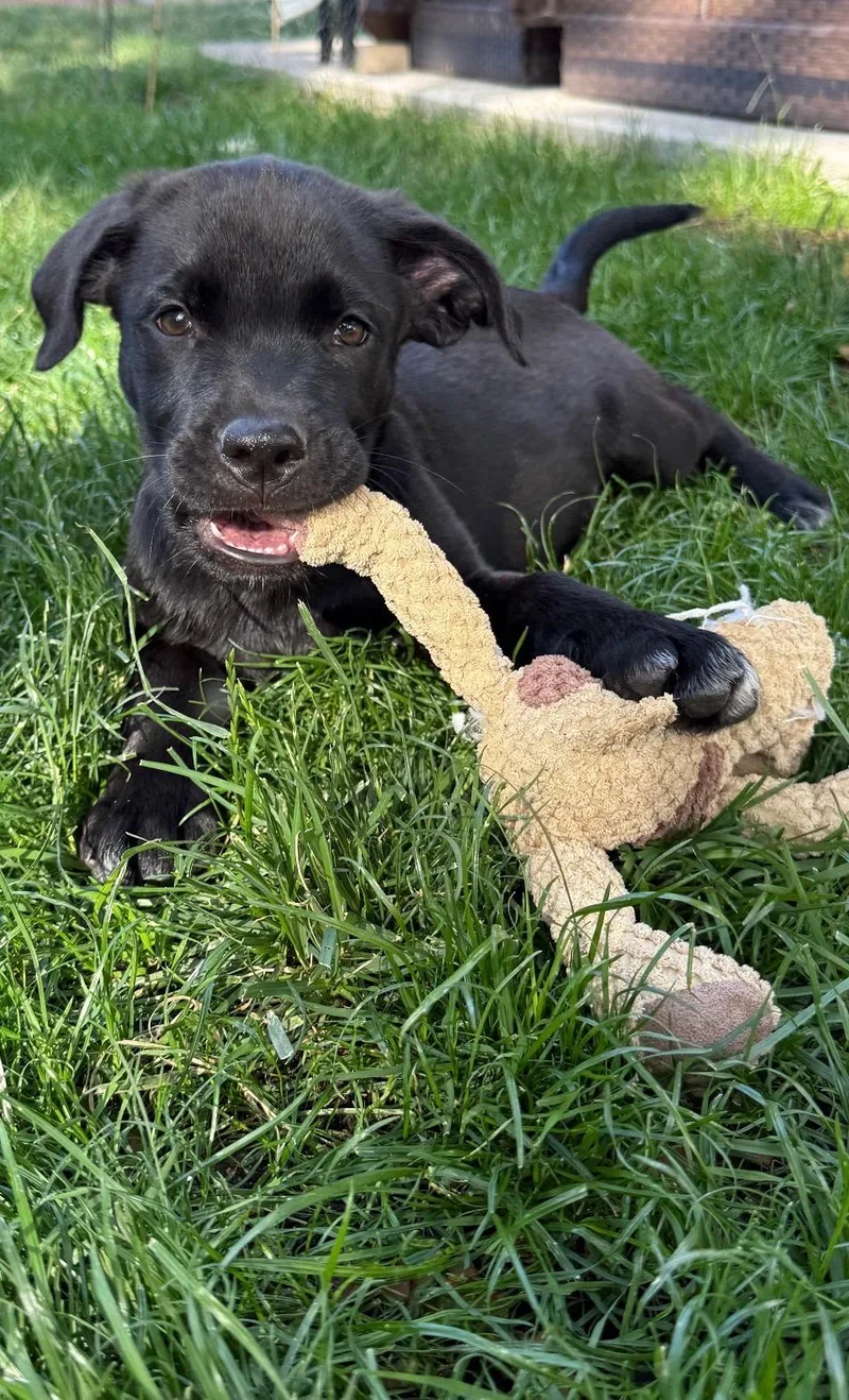 A baby large-sized male Black Labrador Retriever dog named New Ross for adoption in Evergreen, CO