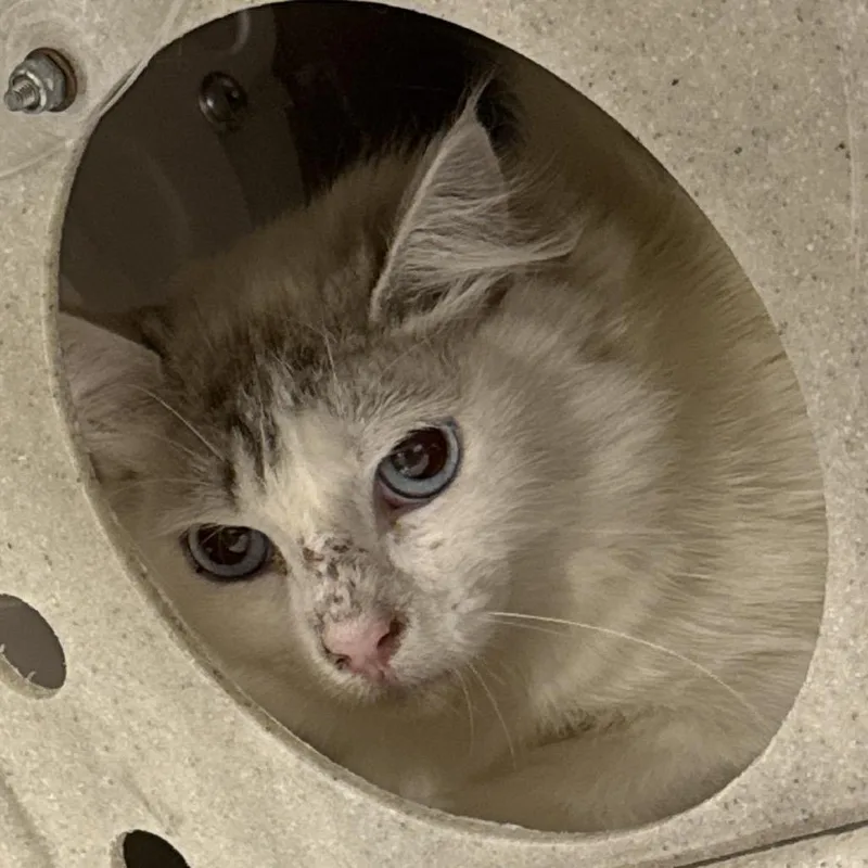 An adult small-sized female White Domestic Long Hair cat named Shrew for adoption in Salt Lake City, UT
