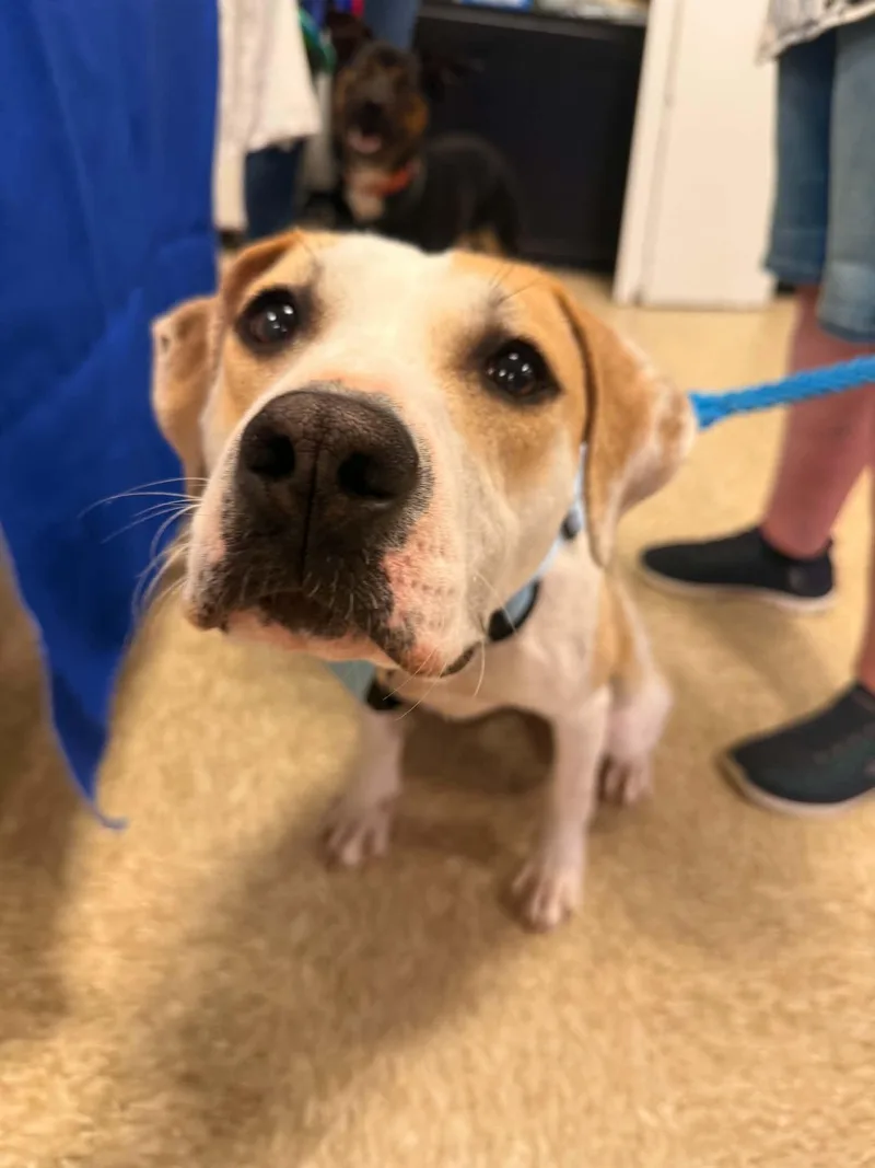 An adult medium-sized male Pit Bull Terrier dog named Sheriff Woody for adoption in Germantown, OH