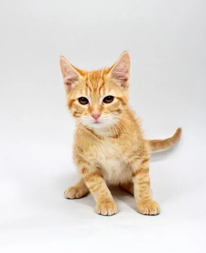 Tigger
