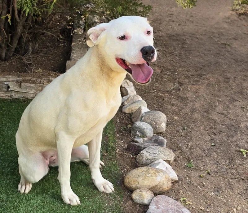 A young medium-sized female White / Cream American Staffordshire Terrier dog named Tender Ms Tacoma for adoption in Albuquerque, NM