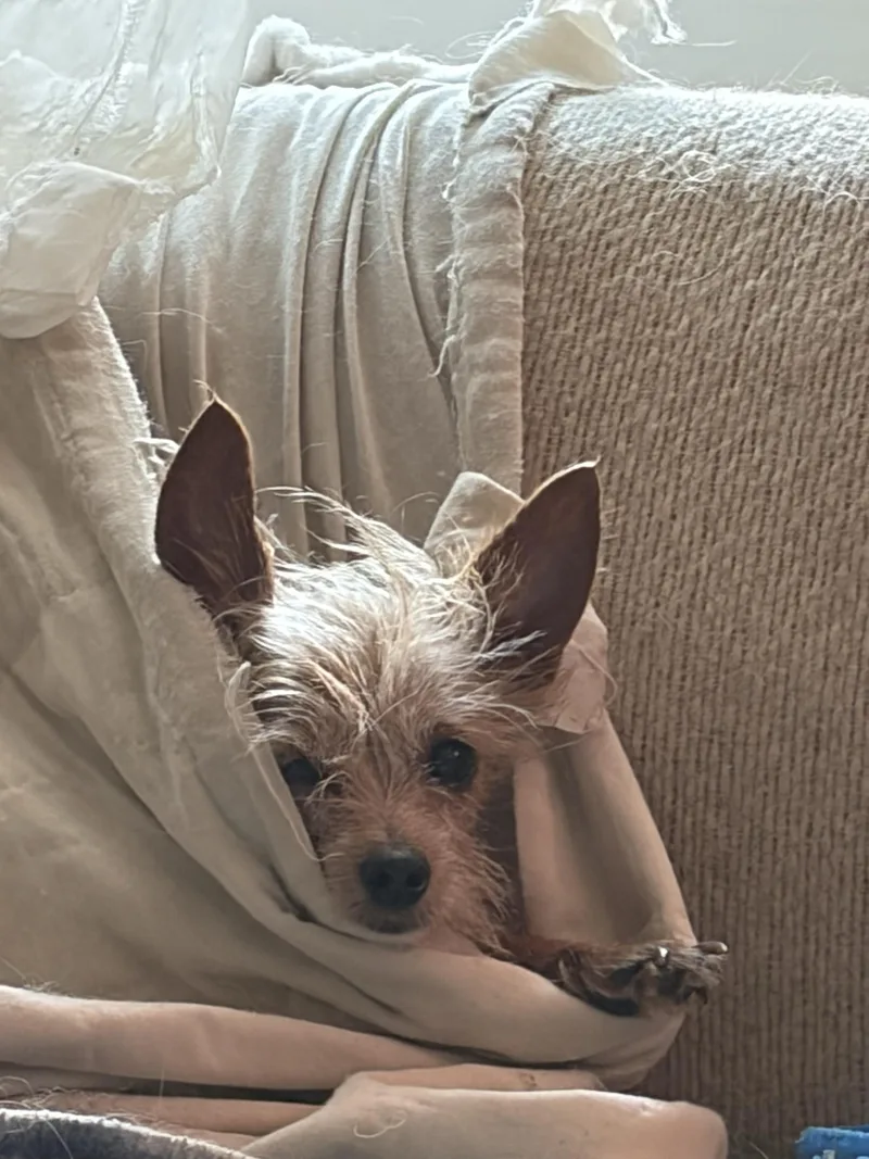 An adult small-sized female Silky Terrier dog named Phoebe for adoption in Hillsborough, NC