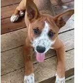 A young medium-sized male Yellow / Tan / Blond / Fawn Basenji dog named Boo for adoption in Tampa, FL