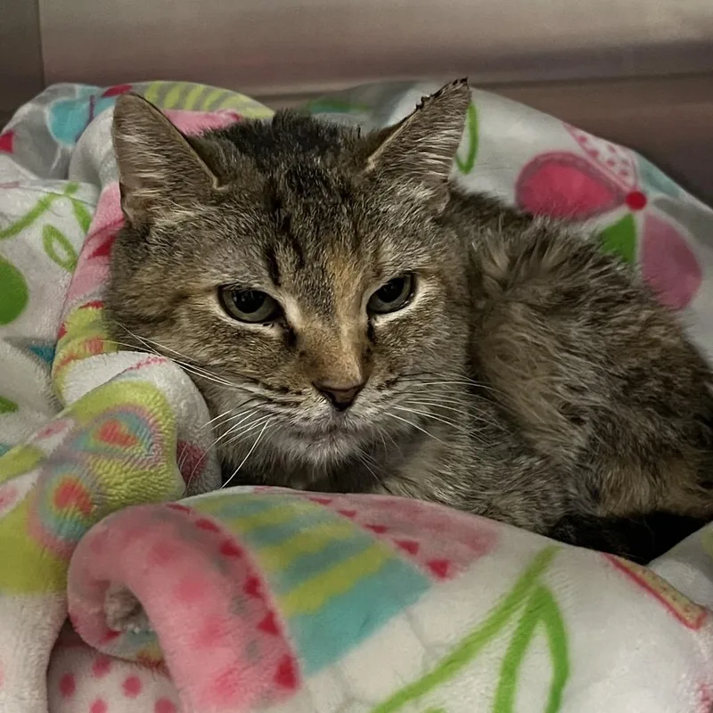 An adult medium-sized female Brown / Chocolate Domestic Short Hair cat named Esperanza for adoption in Bristol, IN
