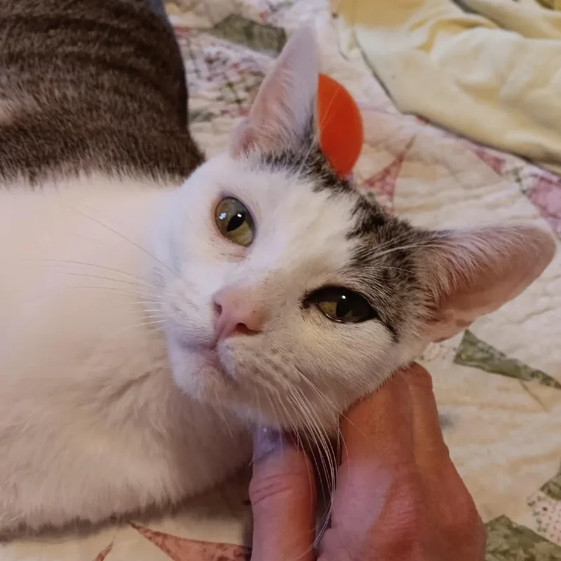 A young large-sized female Brown / Chocolate Domestic Short Hair cat named Hetty for adoption in Bedford, NH