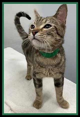 A young medium-sized male Domestic Short Hair cat named Fantasma for adoption in Peoria, IL