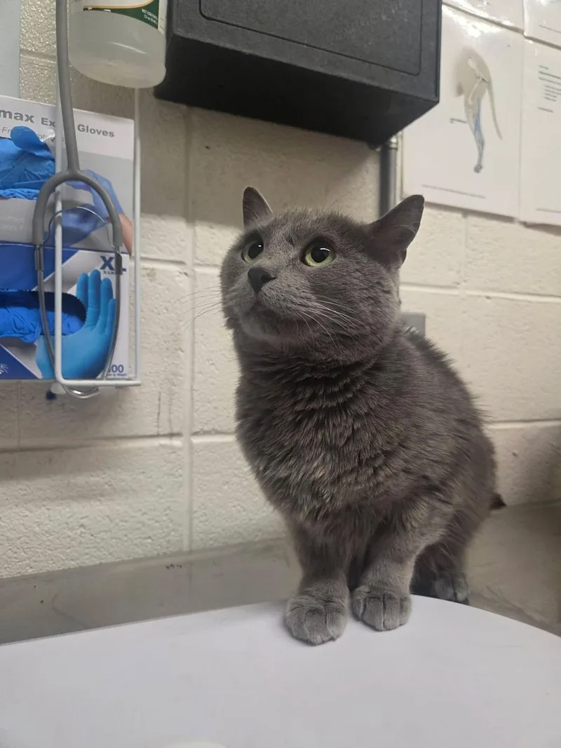 An adult small-sized female Gray / Blue / Silver Domestic Short Hair cat named Timothia for adoption in Fruit Heights, UT