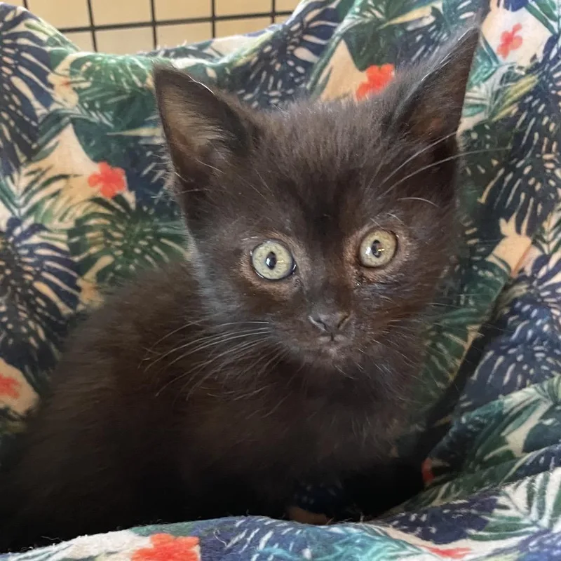 A baby small-sized female Black Domestic Short Hair cat named Stephanie Tanner for adoption in La Grange, KY