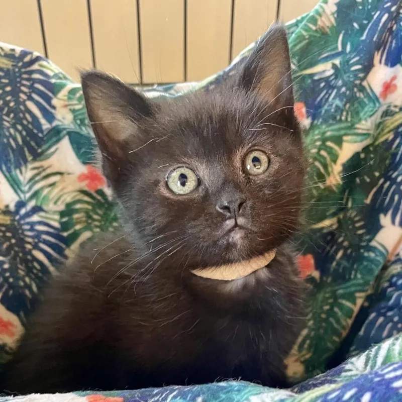 Stephanie Tanner thumbnail 2