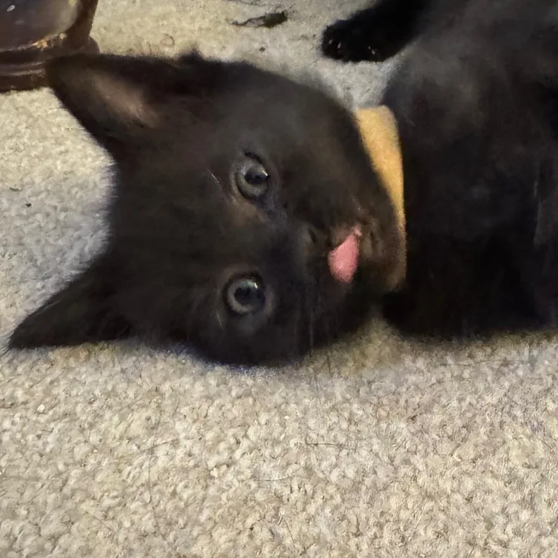 Stephanie Tanner thumbnail 3