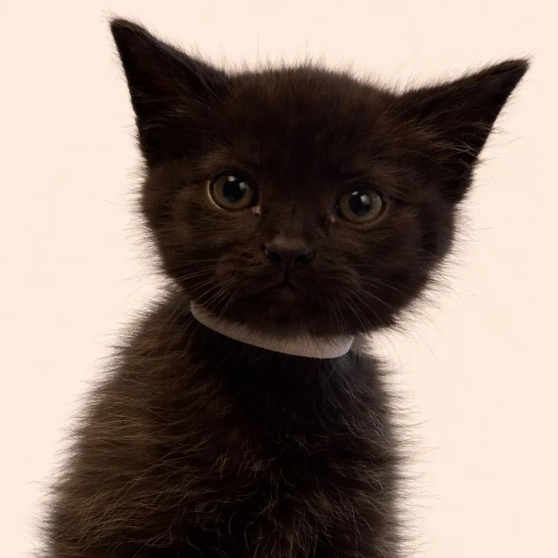 Stephanie Tanner thumbnail 4