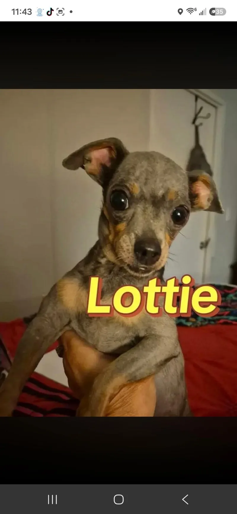 An adult small-sized female Chihuahua dog named Lottie for adoption in Livingston, TX