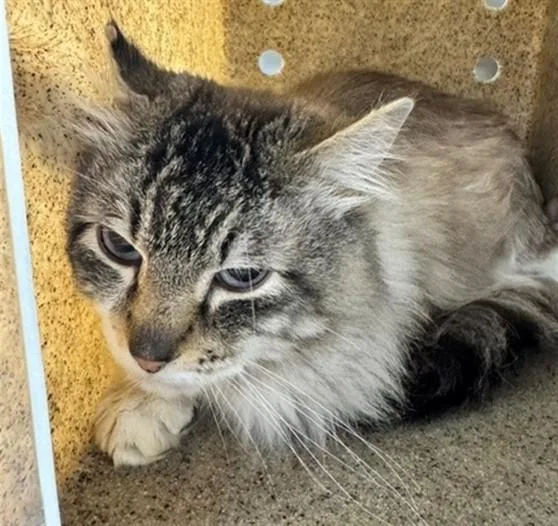 An adult medium-sized male Domestic Medium Hair cat named Cashmere for adoption in Anchorage, AK