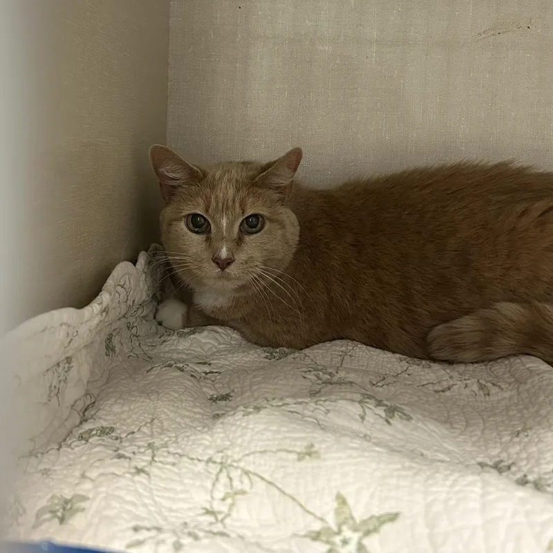 A senior small-sized female Domestic Short Hair cat named Lola for adoption in Conway, NH
