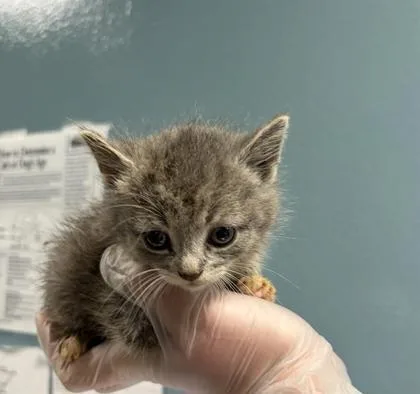 A baby small-sized female Domestic Short Hair cat named Marble for adoption in West Chester, PA
