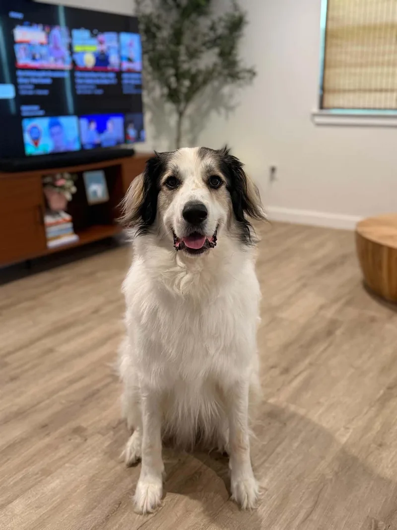 A young large-sized male Great Pyrenees dog named Frankie for adoption in McKinney, TX