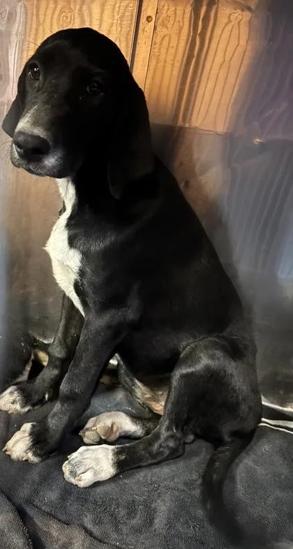 A baby medium-sized female Black Coonhound dog named 61377271 for adoption in El Paso, TX