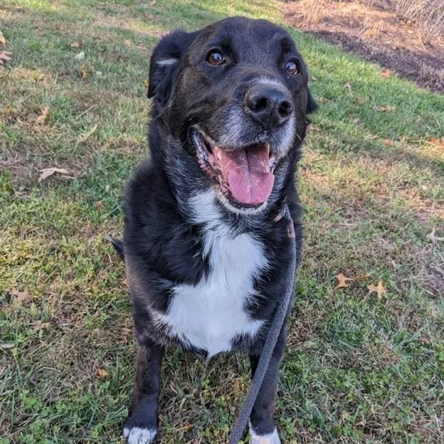 An adult large-sized female Black German Shepherd Dog dog named Snowshoe for adoption in Manassas, VA