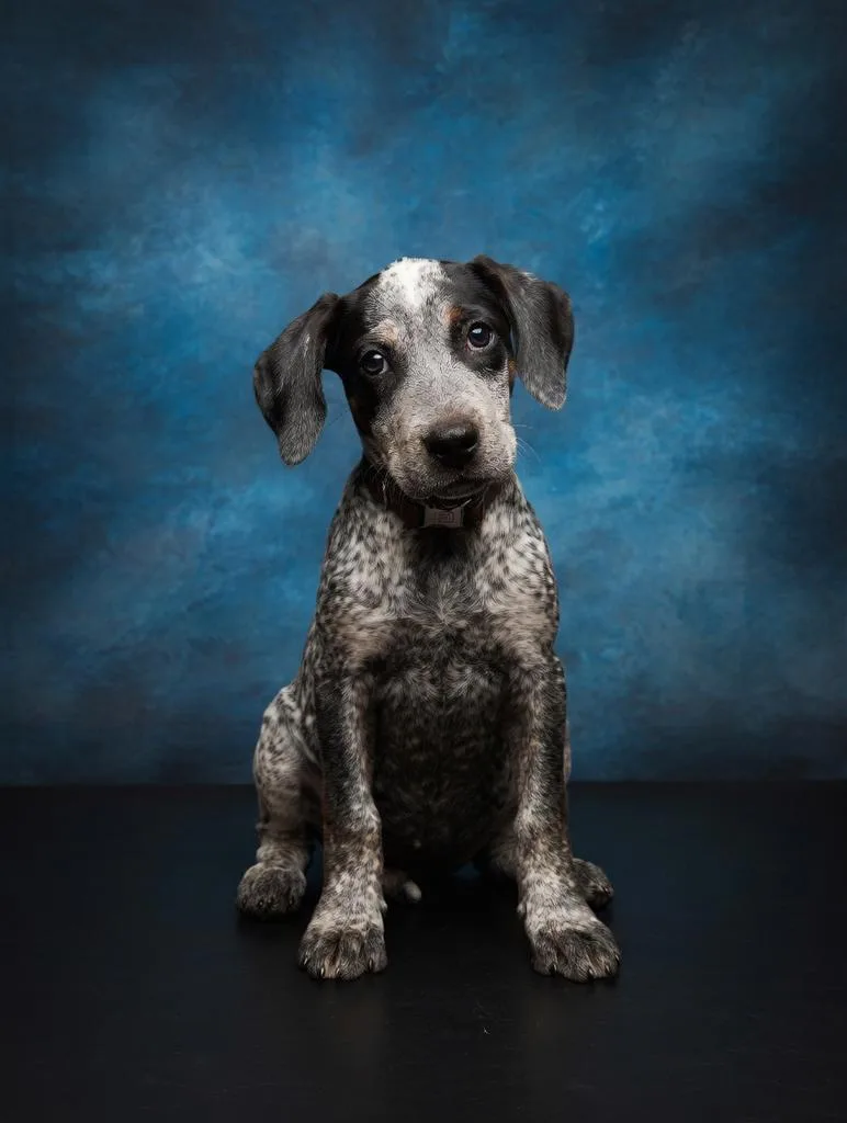 A baby medium-sized male Mixed Breed dog named Squire for adoption in Florence, SC