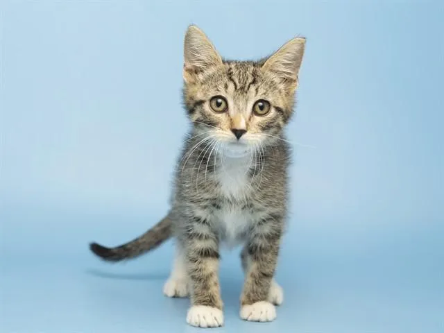 A baby small-sized male Domestic Short Hair cat named Zenitsu for adoption in Phoenix, AZ