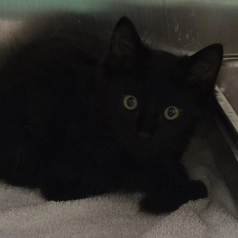 A baby small-sized male Black Domestic Long Hair cat named Ireland for adoption in Waukesha, WI