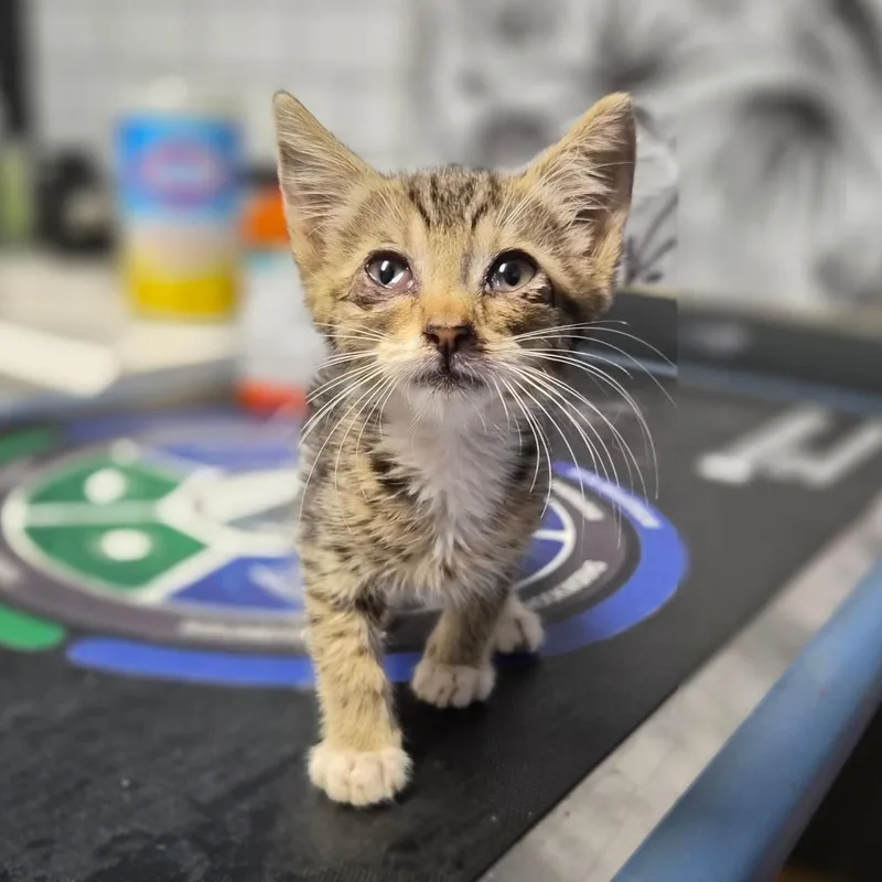 A baby small-sized male Brown / Chocolate Domestic Short Hair cat named Joe Dirt for adoption in Wahiawa, HI