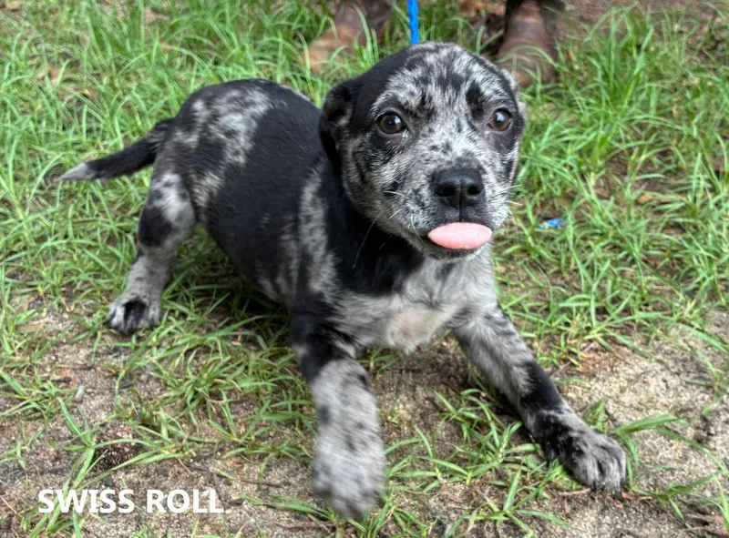 A baby medium-sized female Merle (Blue) Australian Shepherd dog named Swiss Roll for adoption in Washington, GA